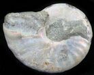 Silver Iridescent Ammonite - Madagascar #29862-1